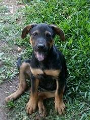 Small Labrador Retriever Mix