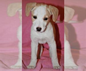Labany Dogs for adoption in Attalka, AL, USA