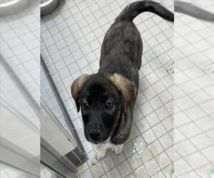 Shepradors Dogs for adoption in Fort Collins, CO, USA