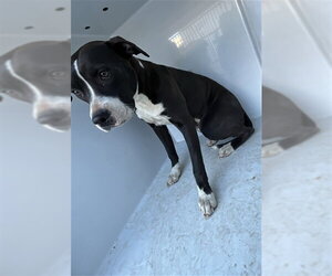 Mutt Dogs for adoption in Augusta, GA, USA