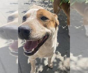 Mutt Dogs for adoption in Camarillo, CA, USA