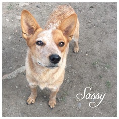 Australian Cattle Dog Dogs for adoption in Hope, British Columbia, Canada