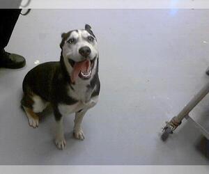Siberian Husky-Unknown Mix Dogs for adoption in Fayetteville, NC, USA