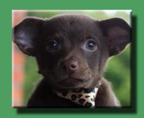 Chiranian Dogs for adoption in Wakefield, RI, USA