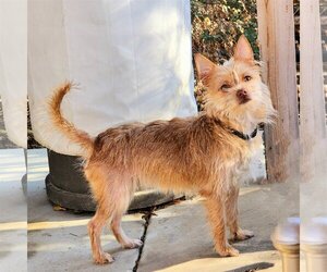 Mutt Dogs for adoption in Greenfield, CA, USA