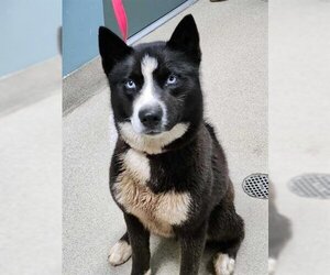 Huskies -Unknown Mix Dogs for adoption in Newton, NC, USA