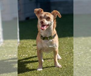 Chihuahua-Unknown Mix Dogs for adoption in Santa Cruz, CA, USA