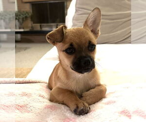 Chiranian Dogs for adoption in Bellevue, WA, USA