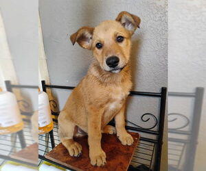 German Shepherd Dog-Unknown Mix Dogs for adoption in San Bernardino, CA, USA