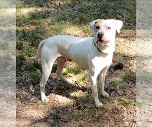 Labrador Retriever-Unknown Mix Dogs for adoption in Graniteville, SC, USA