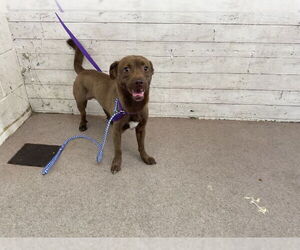 Chihuahua Dogs for adoption in San Bernardino, CA, USA