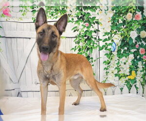 German Shepherd Dog Dogs for adoption in Oroville, CA, USA