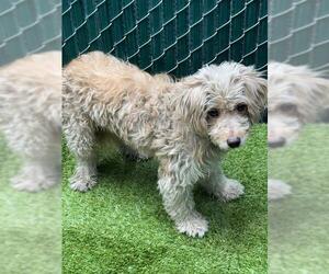 Poodle (Miniature) Dogs for adoption in Downey, CA, USA