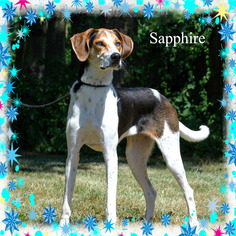 Treeing Walker Coonhound Dogs for adoption in New Castle DE, DE, USA