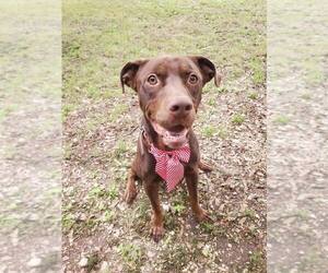 Medium Photo #4 Labrador Retriever-Unknown Mix Puppy For Sale in FRAMINGHAM, MA, USA