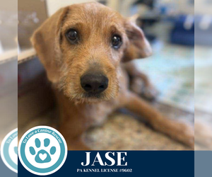 Beagle-Unknown Mix Dogs for adoption in Kimberton, PA, USA