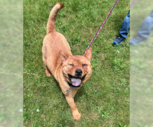 Chow Chow Dogs for adoption in Maple Grove, MN, USA