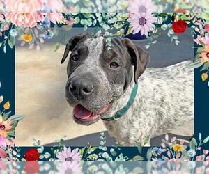 American Bandogge mastiff Dogs for adoption in Ojai, CA, USA