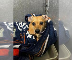 Chihuahua-Unknown Mix Dogs for adoption in HESPERIA, CA, USA