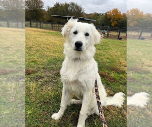 Golden Pyrenees Dogs for adoption in Fort Worth, TX, USA