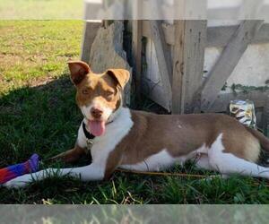 Labany Dogs for adoption in Valrico, FL, USA