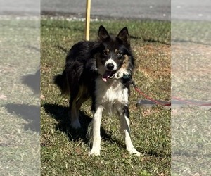 Border Collie Dogs for adoption in Rustburg, VA, USA