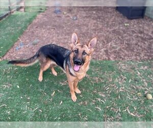 German Shepherd Dog Dogs for adoption in Fremont, CA, USA
