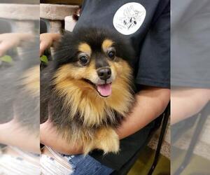 Pomeranian Dogs for adoption in Pembroke, GA, USA