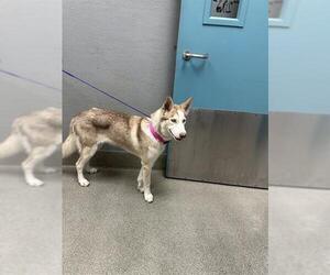 Siberian Husky-Unknown Mix Dogs for adoption in Las Vegas, NV, USA