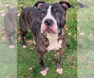 Mutt Dogs for adoption in Akron, OH, USA