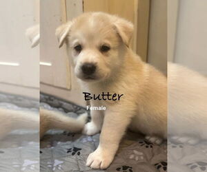 Pyrenees Husky Dogs for adoption in Bellevue, WA, USA