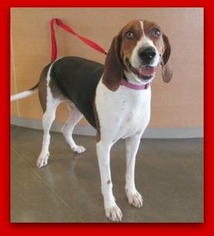 Treeing Walker Coonhound Dogs for adoption in Pampa, TX, USA