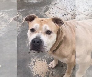 American Staffordshire Terrier-Unknown Mix Dogs for adoption in Jackson, MS, USA