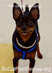 Miniature Pinscher Dogs for adoption in Irvine, CA, USA