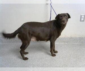 Labrador Retriever-Unknown Mix Dogs for adoption in Pasadena, TX, USA