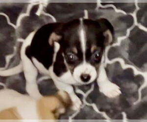 Mutt Dogs for adoption in Colton, CA, USA