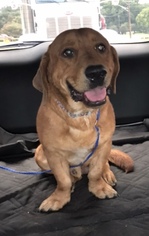 Basset Retriever Dogs for adoption in Shreveport, LA, USA