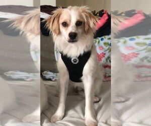 Rat Terrier-Spaniel Mix Dogs for adoption in Gloversville, NY, USA