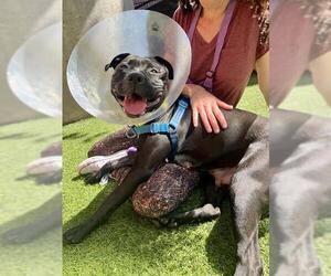 American Pit Bull Terrier Dogs for adoption in San Francisco, CA, USA