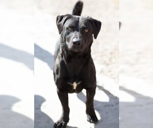 Dachshund-Labrador Retriever Mix Dogs for adoption in El Cajon, CA, USA