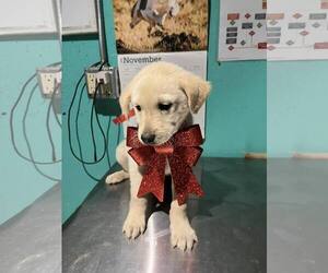 Mutt Dogs for adoption in Minneapolis, MN, USA