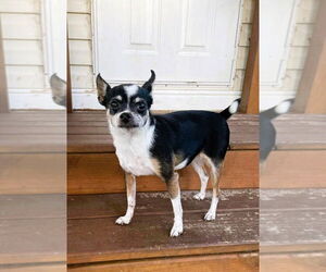 Chihuahua Dogs for adoption in oakland, FL, USA