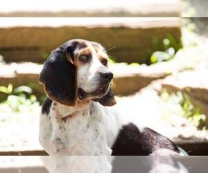 Bagle Hound Dogs for adoption in Mount Juliet, TN, USA
