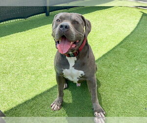 Medium Photo #2 Mutt Puppy For Sale in Orange, CA, USA