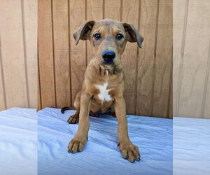 Labbe Dogs for adoption in Mt. Laurel, NJ, USA