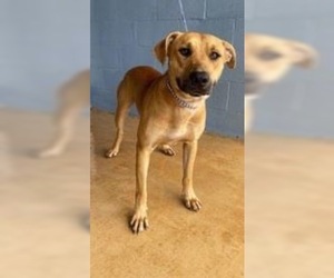 Black Mouth Cur Dogs for adoption in Franklinton, LA, USA