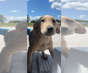 Catahoula Leopard Dog-Unknown Mix Dogs for adoption in Bolivar, MO, USA