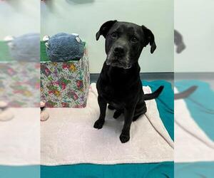 Labrador Retriever Dogs for adoption in Tulsa, OK, USA