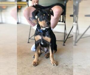 Labrottie Dogs for adoption in Alexandria, VA, USA