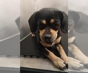 Puggle Dogs for adoption in San Antonio, TX, USA